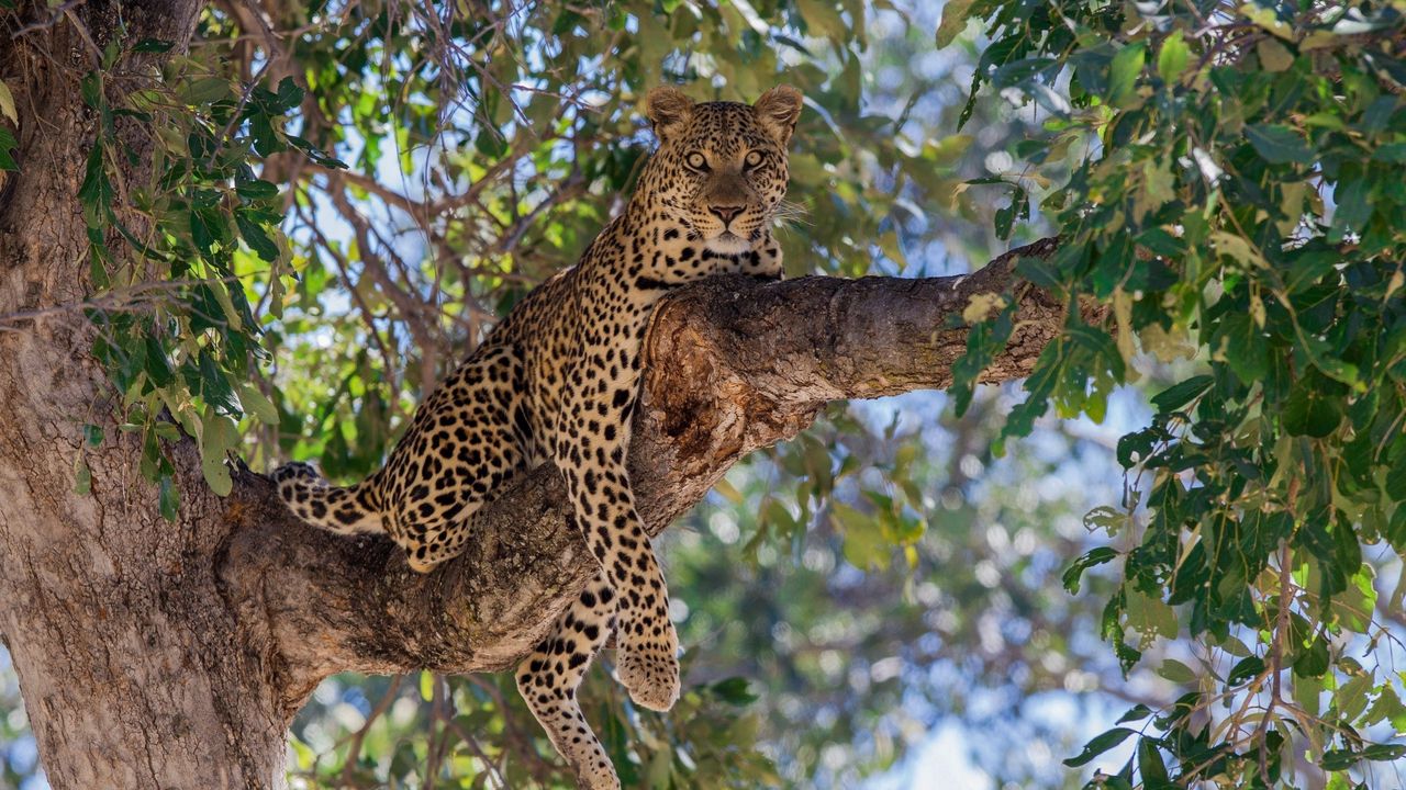 Wallpaper leopard, predator, tree, lie, branch