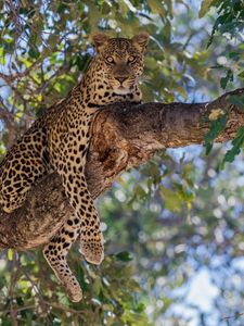 Preview wallpaper leopard, predator, tree, lie, branch