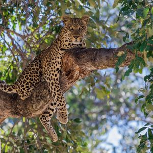 Preview wallpaper leopard, predator, tree, lie, branch