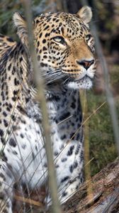 Preview wallpaper leopard, predator, view, big cat