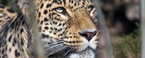 Preview wallpaper leopard, predator, view, big cat