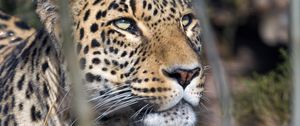 Preview wallpaper leopard, predator, view, big cat