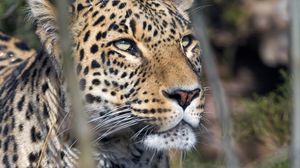 Preview wallpaper leopard, predator, view, big cat