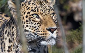 Preview wallpaper leopard, predator, view, big cat