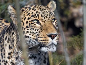 Preview wallpaper leopard, predator, view, big cat