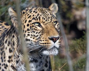 Preview wallpaper leopard, predator, view, big cat