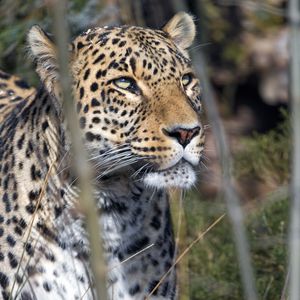 Preview wallpaper leopard, predator, view, big cat
