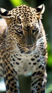 Preview wallpaper leopard, predator, walk