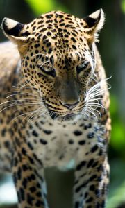 Preview wallpaper leopard, predator, walk