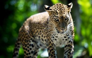 Preview wallpaper leopard, predator, walk