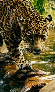 Preview wallpaper leopard, predator, water, big cat