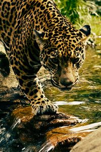 Preview wallpaper leopard, predator, water, big cat