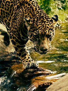 Preview wallpaper leopard, predator, water, big cat