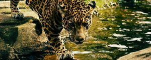 Preview wallpaper leopard, predator, water, big cat