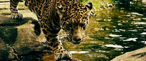 Preview wallpaper leopard, predator, water, big cat
