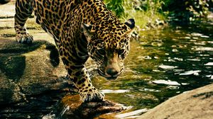 Preview wallpaper leopard, predator, water, big cat