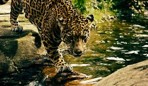 Preview wallpaper leopard, predator, water, big cat