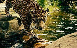 Preview wallpaper leopard, predator, water, big cat