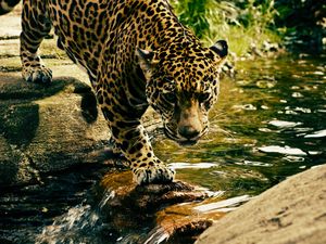 Preview wallpaper leopard, predator, water, big cat