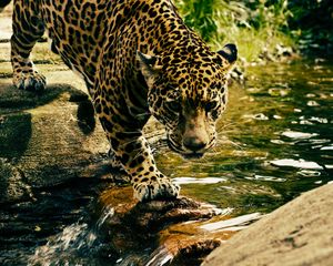 Preview wallpaper leopard, predator, water, big cat