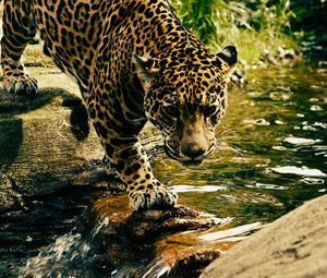 Preview wallpaper leopard, predator, water, big cat