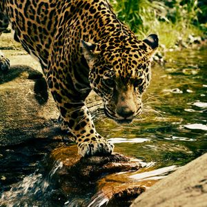 Preview wallpaper leopard, predator, water, big cat