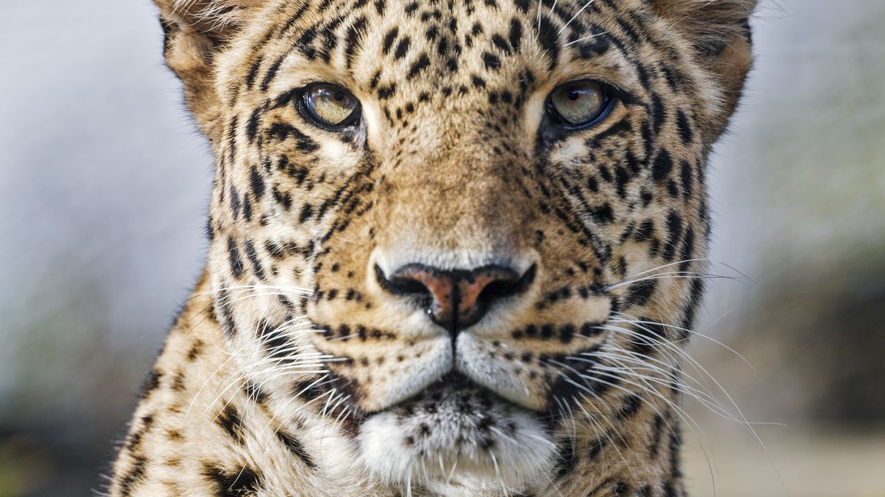 Wallpaper leopard, predator, wild, wild animal, big cat
