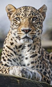 Preview wallpaper leopard, predator, wild, wild animal, big cat