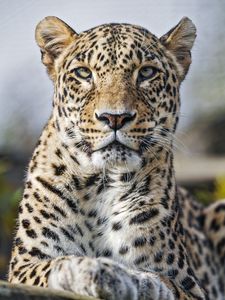 Preview wallpaper leopard, predator, wild, wild animal, big cat