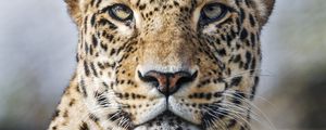 Preview wallpaper leopard, predator, wild, wild animal, big cat