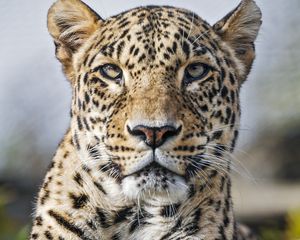 Preview wallpaper leopard, predator, wild, wild animal, big cat