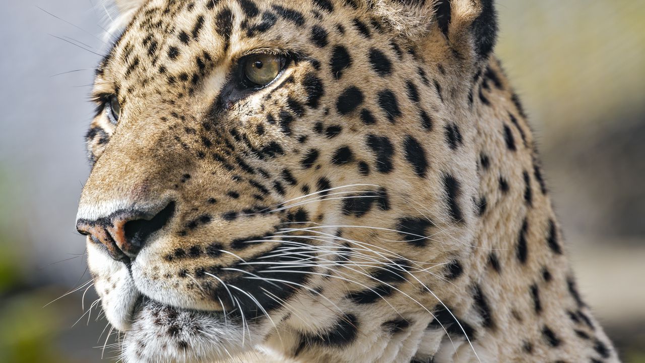 Wallpaper leopard, predator, wild animal, big cat, animal