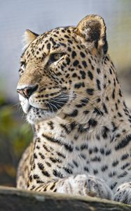 Preview wallpaper leopard, predator, wild animal, big cat, animal