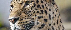 Preview wallpaper leopard, predator, wild animal, big cat, animal