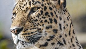 Preview wallpaper leopard, predator, wild animal, big cat, animal