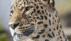 Preview wallpaper leopard, predator, wild animal, big cat, animal