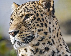 Preview wallpaper leopard, predator, wild animal, big cat, animal