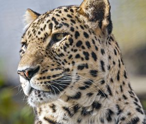 Preview wallpaper leopard, predator, wild animal, big cat, animal