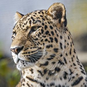 Preview wallpaper leopard, predator, wild animal, big cat, animal