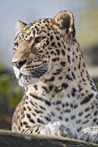 320x480 Wallpaper leopard, predator, wild animal, big cat, animal