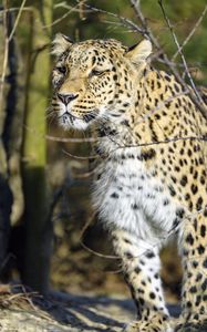 Preview wallpaper leopard, predator, wildlife, big cat