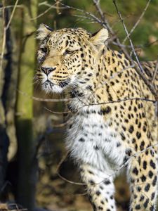 Preview wallpaper leopard, predator, wildlife, big cat