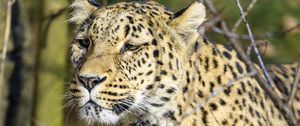 Preview wallpaper leopard, predator, wildlife, big cat