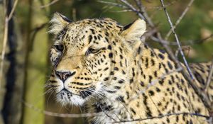 Preview wallpaper leopard, predator, wildlife, big cat