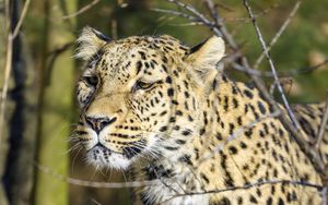 Preview wallpaper leopard, predator, wildlife, big cat