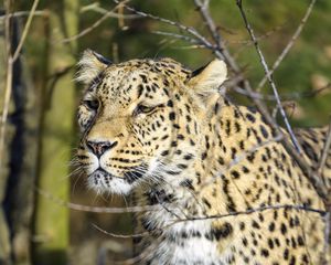 Preview wallpaper leopard, predator, wildlife, big cat