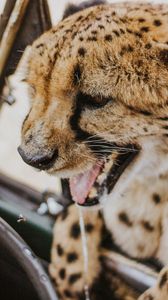 Preview wallpaper leopard, protruding tongue, big cat, wild, predator