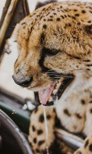 Preview wallpaper leopard, protruding tongue, big cat, wild, predator