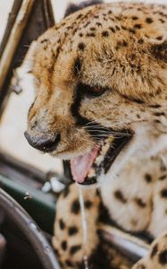 Preview wallpaper leopard, protruding tongue, big cat, wild, predator