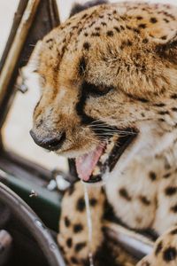 Preview wallpaper leopard, protruding tongue, big cat, wild, predator